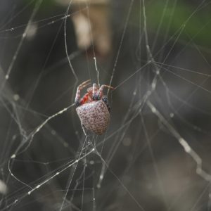 (1) Cyrtophora unicolor Cyrtophora unicolor