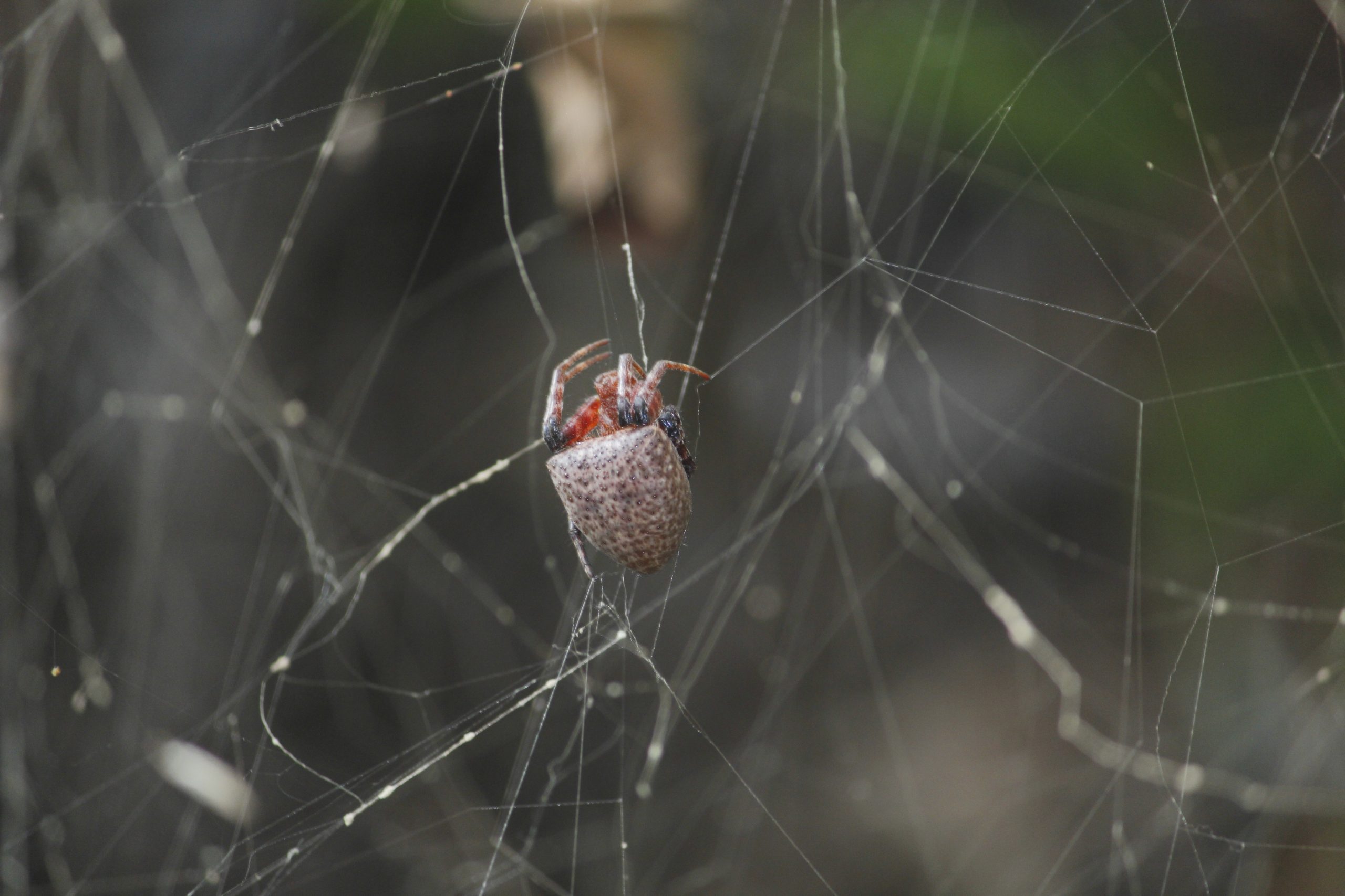 (1) Cyrtophora unicolor Arthropoda Lain