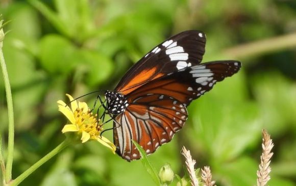 (1) Danaus chrysippus Danaus chrysippus