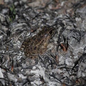 (1) Fejervarya limnocharis Katak tegalan