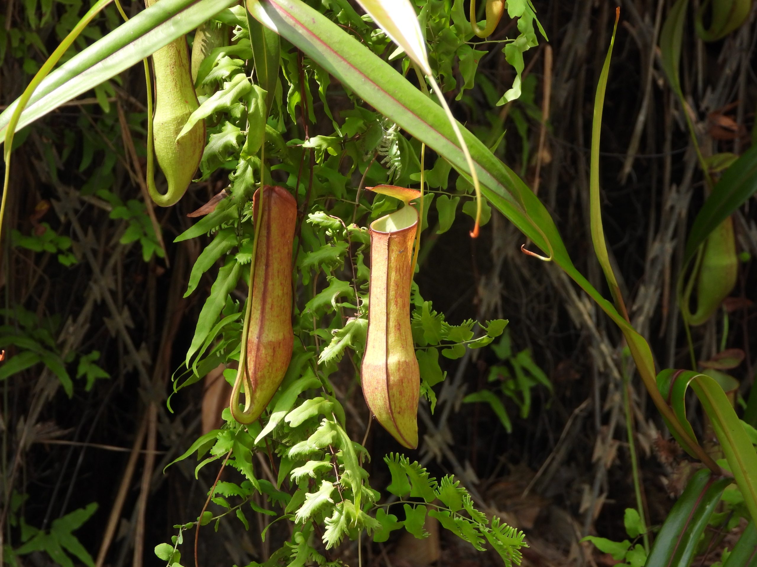 (1) Nepenthes gracilis Flora