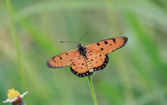 (2) Acraea terpsicore Acraea terpsicore