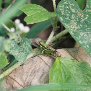 (2) Oxya japonica Oxya japonica