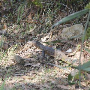 (2) Varanus salvator Biawak