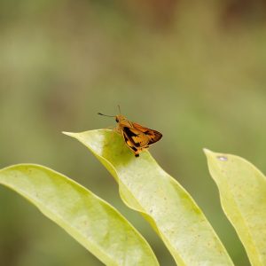 (3) Cephrenes trichopepla Cephrenes trichopepla