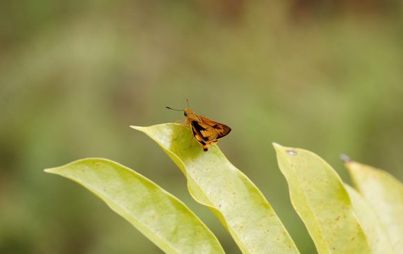 (3) Cephrenes trichopepla Cephrenes trichopepla