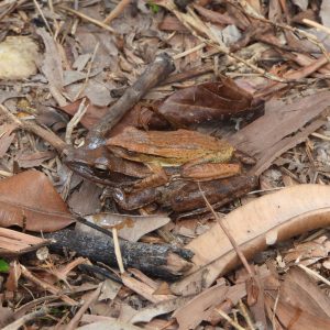 (3) Polypedates leucomystax Katak-pohon bergaris