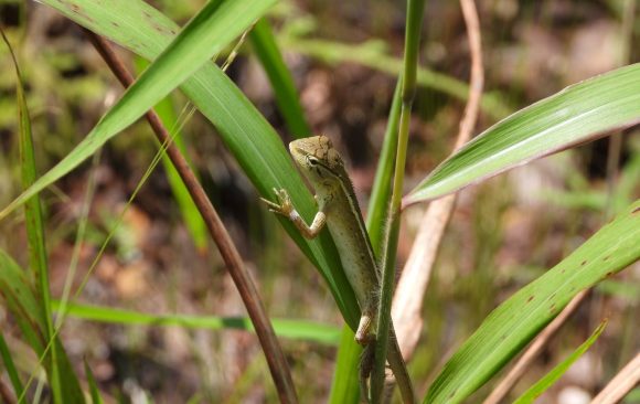 (4) Calotes versicolor Bunglon taman