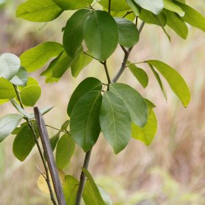 (4) Hymenaea courbaril Marasi