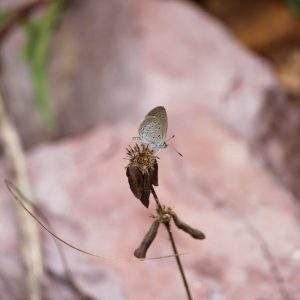 (4) Zizina otis Zizina otis