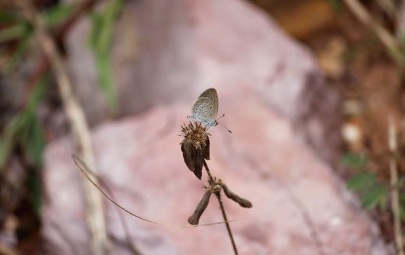 (4) Zizina otis Zizina otis