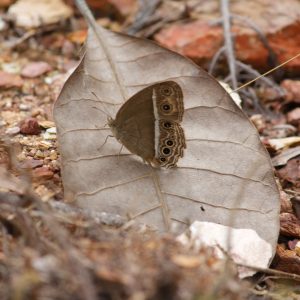 (5) Mycalesis mineus Mycalesis mineus