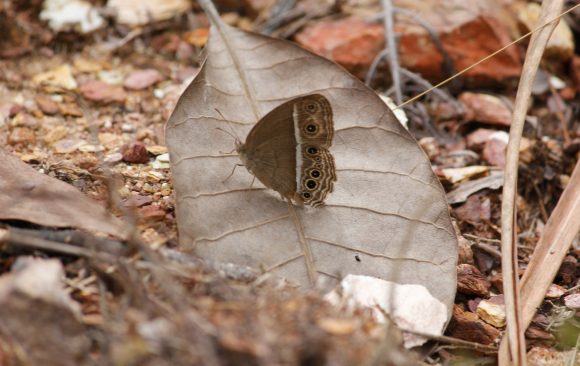 (5) Mycalesis mineus Mycalesis mineus