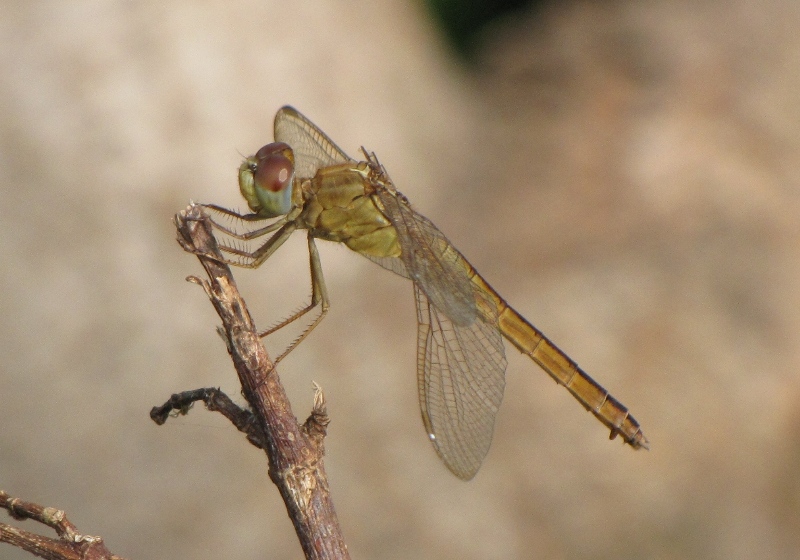 (5) Pantala flavescens Capung