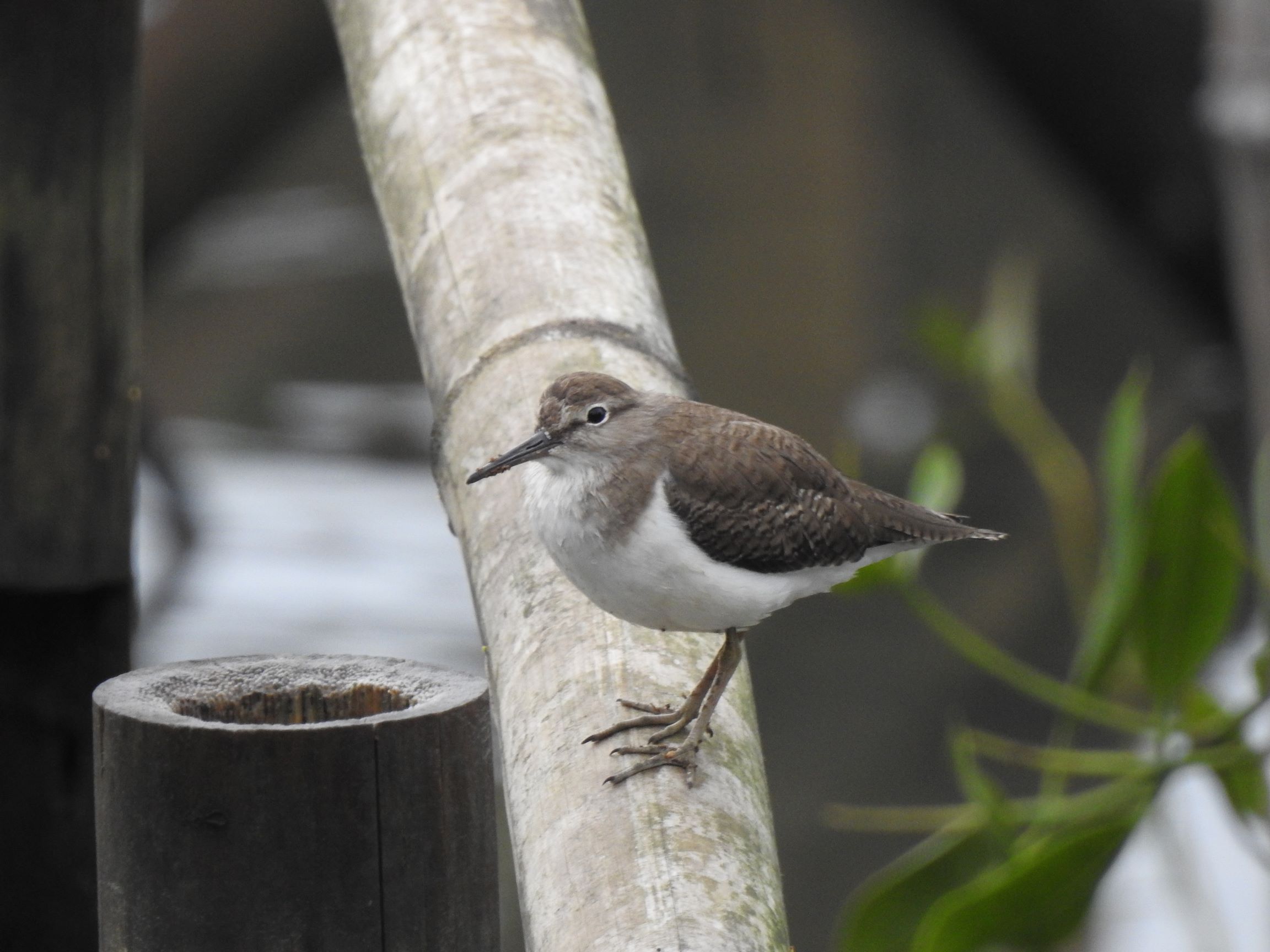 (6) Actitis hypoleucos - Trinil pantai Burung